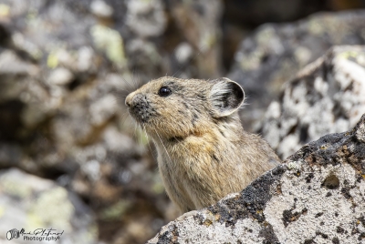 Pika Yellowstone NP May 2025